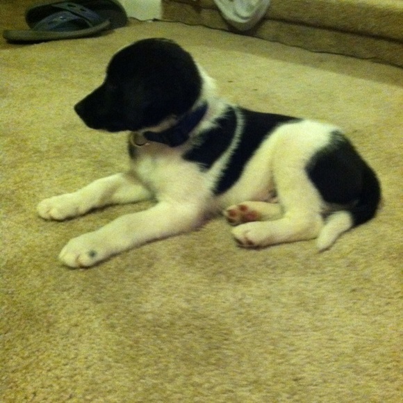 Meet your Posher, Nate - Picture 1 of 1